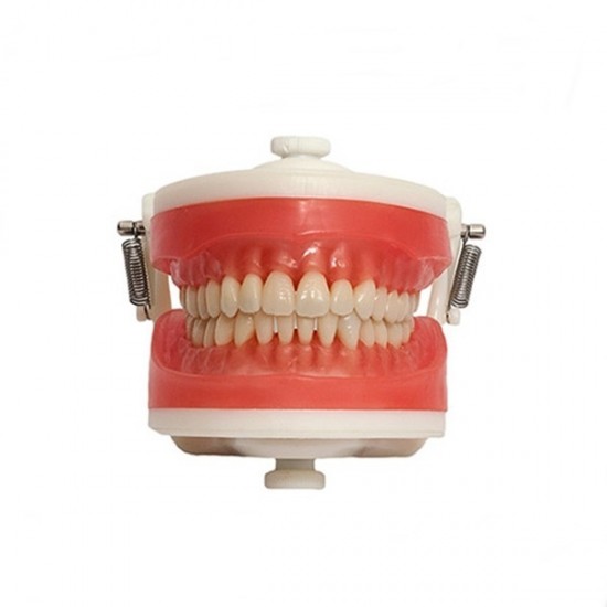 Manequim De Dentistica Unoeste MDT 099 - Pronew