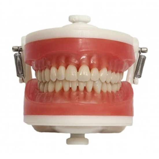 Manequim Dentística PD100 - Pronew